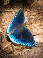 シロヘリスミナガシ-Stibochiona nicea