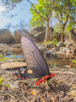 ダサラダベニモンアゲハ-Byasa dasarada