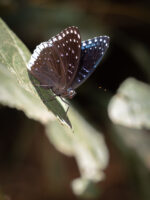 シロヘリスミナガシ-Stibochiona nicea