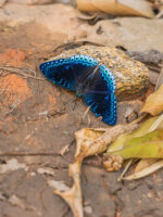 シロヘリスミナガシ-Stibochiona nicea