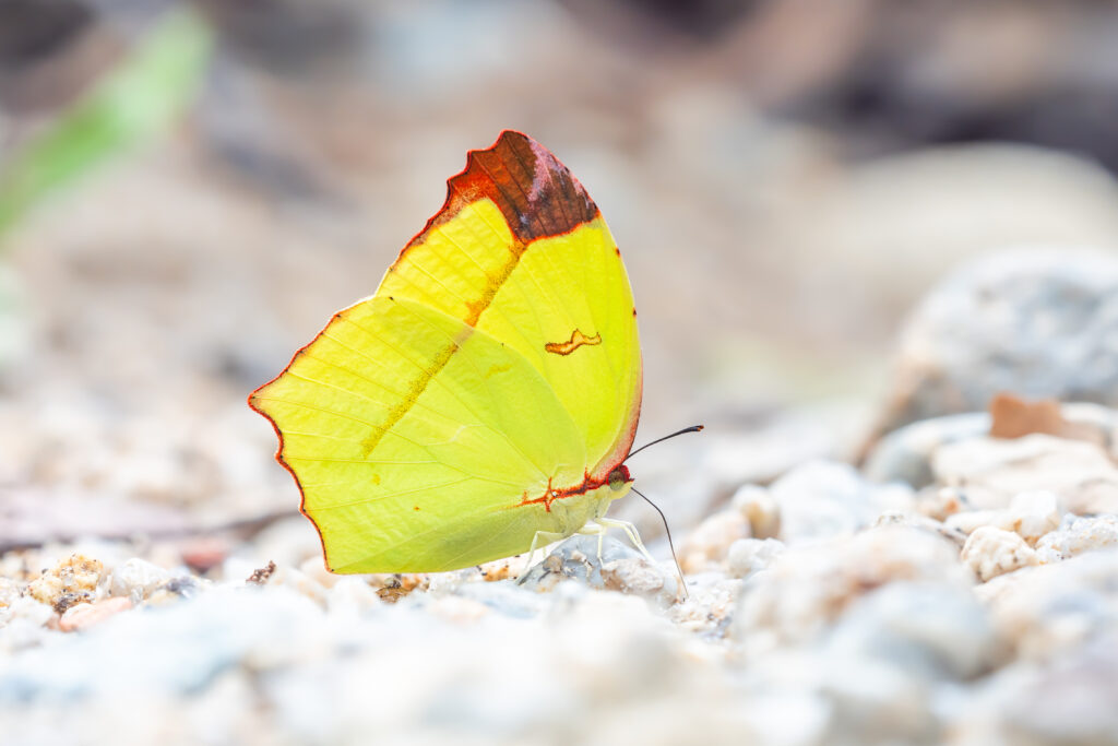 ゴブリアストガリキチョウ-Dercas gobrias