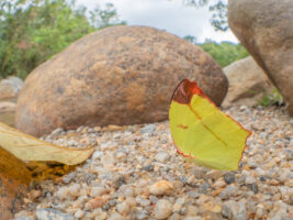 ゴブリアストガリキチョウ-Dercas gobrias