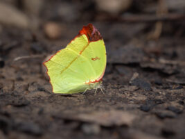 ゴブリアストガリキチョウ-Dercas gobrias