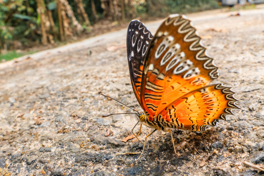 ベニハレギチョウ-Cethosia biblis