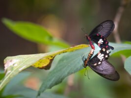 ベニモンアゲハ-Pachliopta aristolochiae