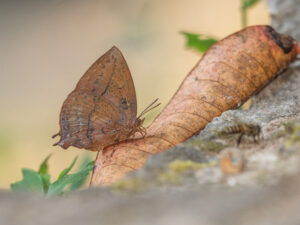 ムラサキコノハシジミ-Amblypodia anita