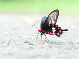 ベニモンアゲハ-Pachliopta aristolochiae