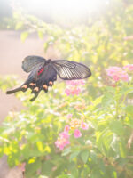 ジャコウアゲハ-Atrophaneura alcinous