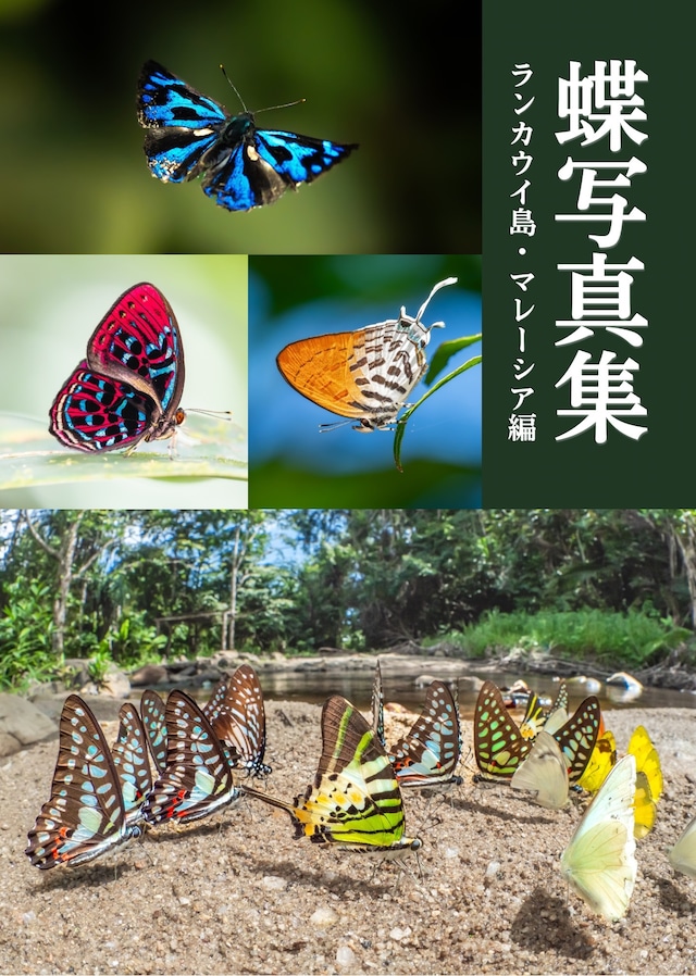 蝶の本