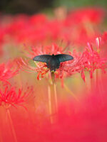 ジャコウアゲハ-Atrophaneura alcinous