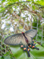 ジャコウアゲハ-Atrophaneura alcinous