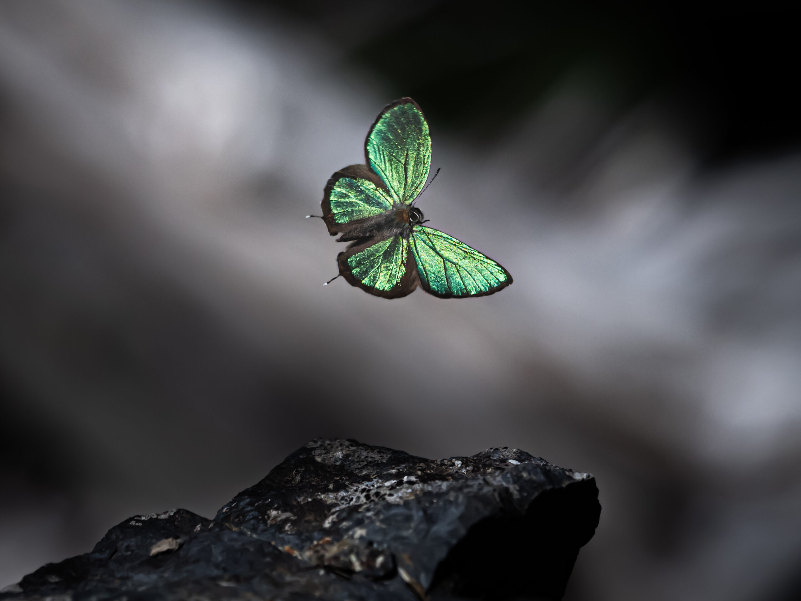 アイノミドリシジミ