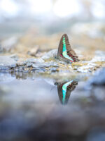 アオスジアゲハ-Graphium sarpedon