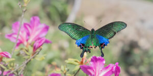 ホッポアゲハ-Papilio hopponis/Papilio hoppo