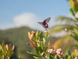 ベニモンアゲハ-Pachliopta aristolochiae