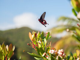 ベニモンアゲハ-Pachliopta aristolochiae