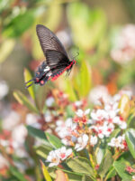 ベニモンアゲハ-Pachliopta aristolochiaeA
