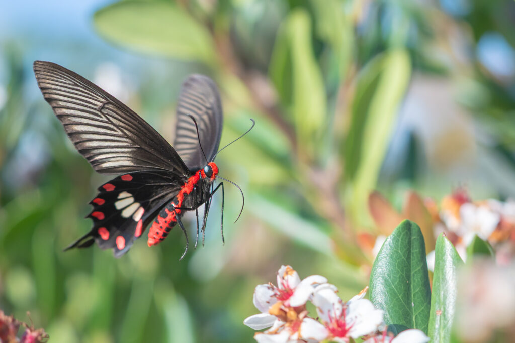ベニモンアゲハ-Pachliopta aristolochiae