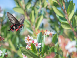 ベニモンアゲハ-Pachliopta aristolochiae
