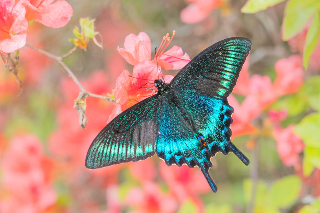 ミヤマカラスアゲハ-Papilio maackii