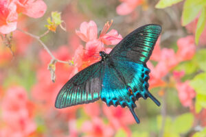 ミヤマカラスアゲハ-Papilio maackii