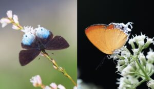 キアナウラフチベニシジミ-Heliophorus kiana