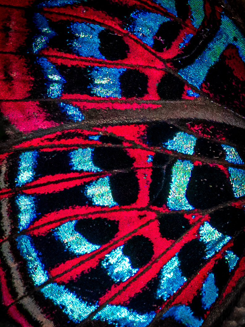 マレーホウセキシジミタテハ-Paralaxita damajanti