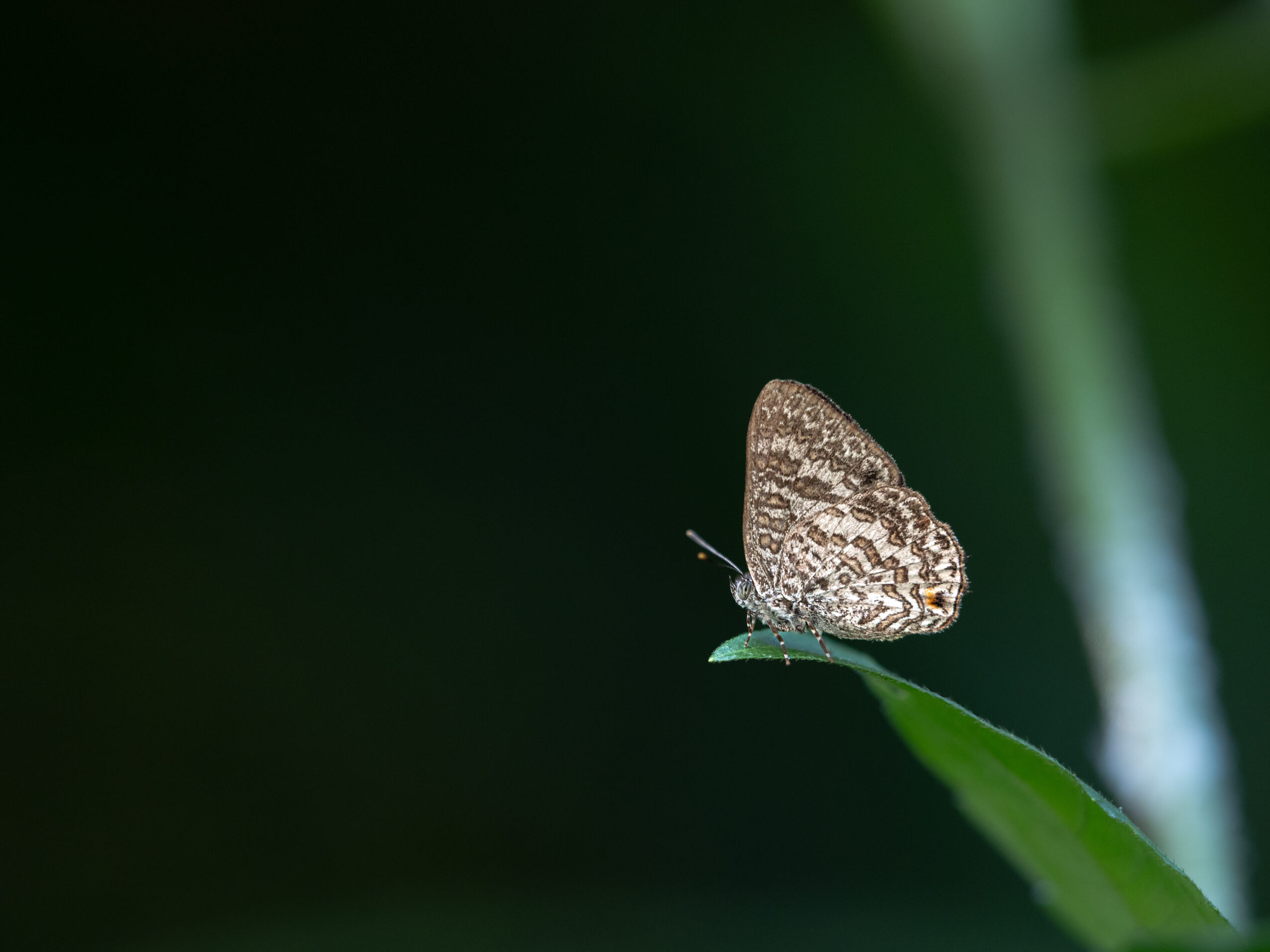 エリキノイデスキララシジミ-Poritia erycinoides