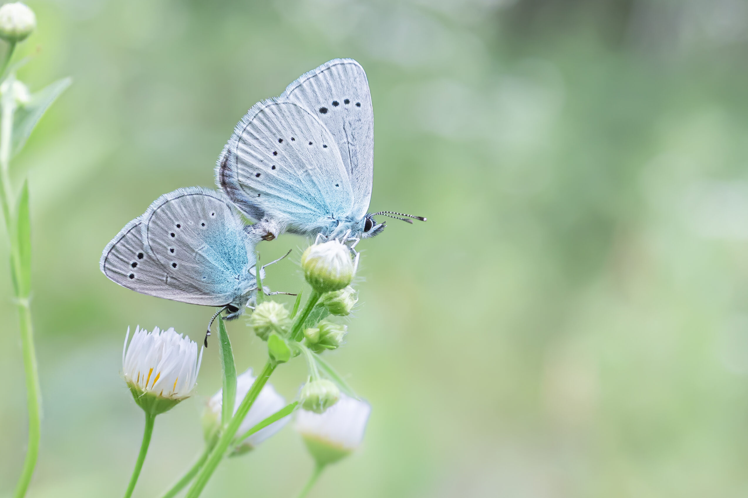 カバイロシジミ-glaucopsyche-lycormas