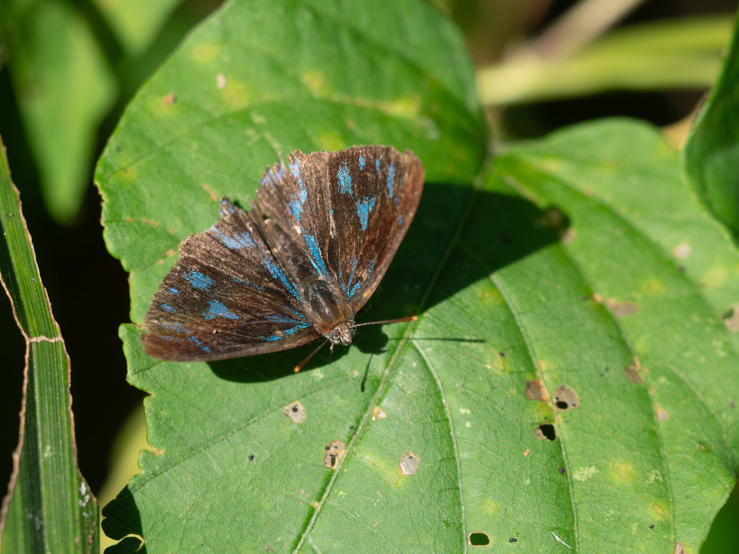 エリキノイデスキララシジミ-Poritia erycinoides