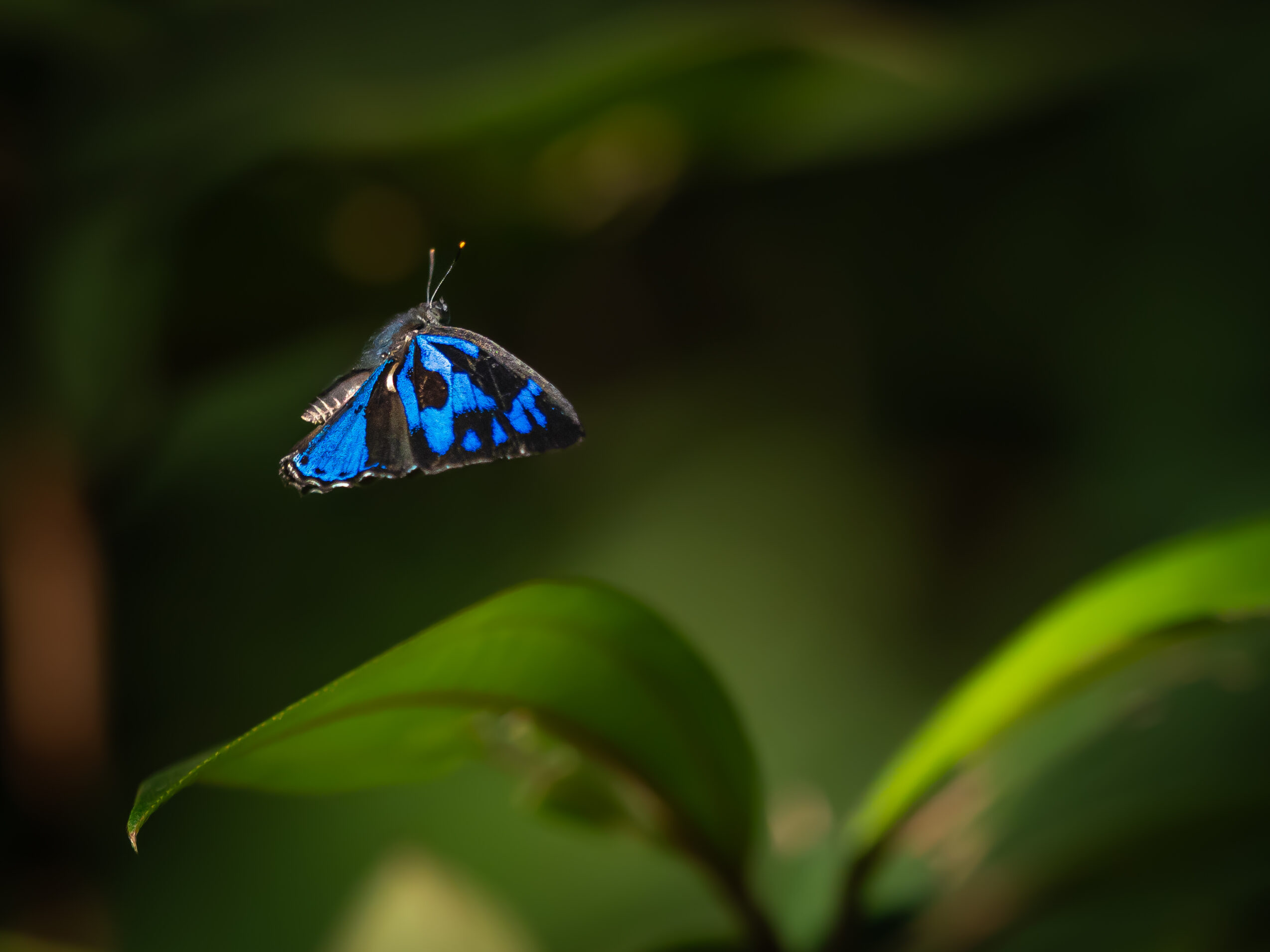 エリキノイデスキララシジミ-Poritia erycinoides