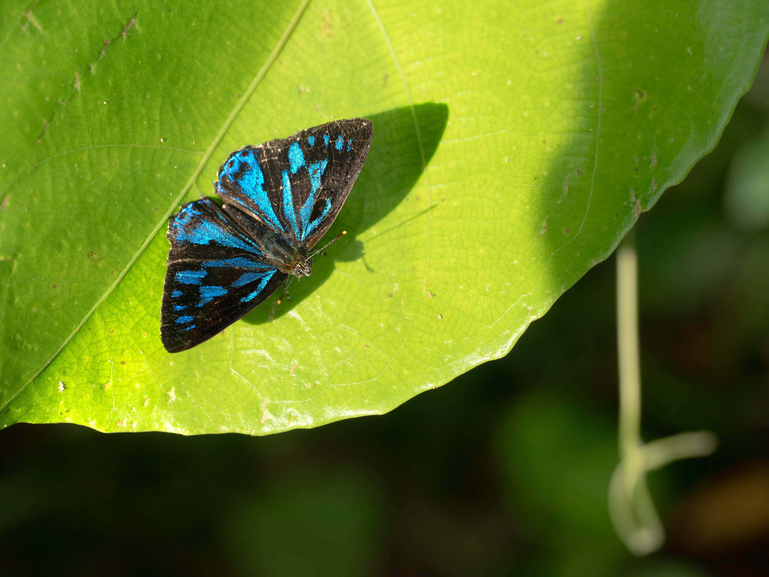 エリキノイデスキララシジミ-Poritia erycinoides
