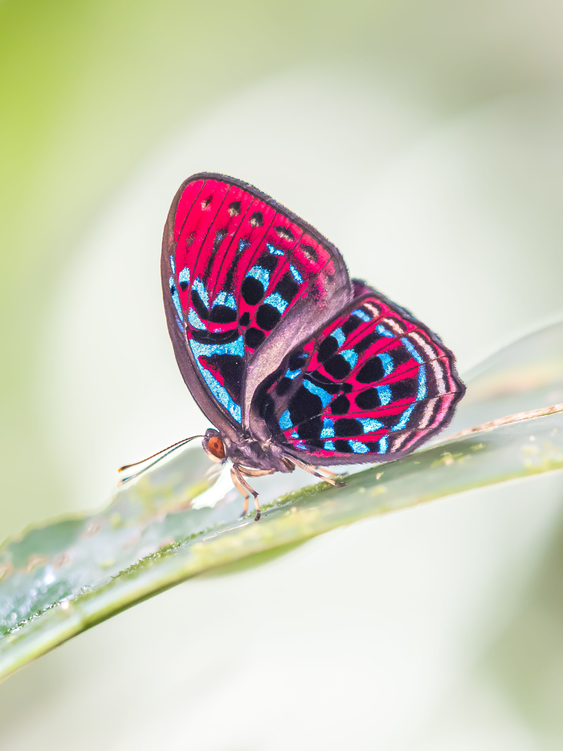 マレーホウセキシジミタテハ-Paralaxita damajanti