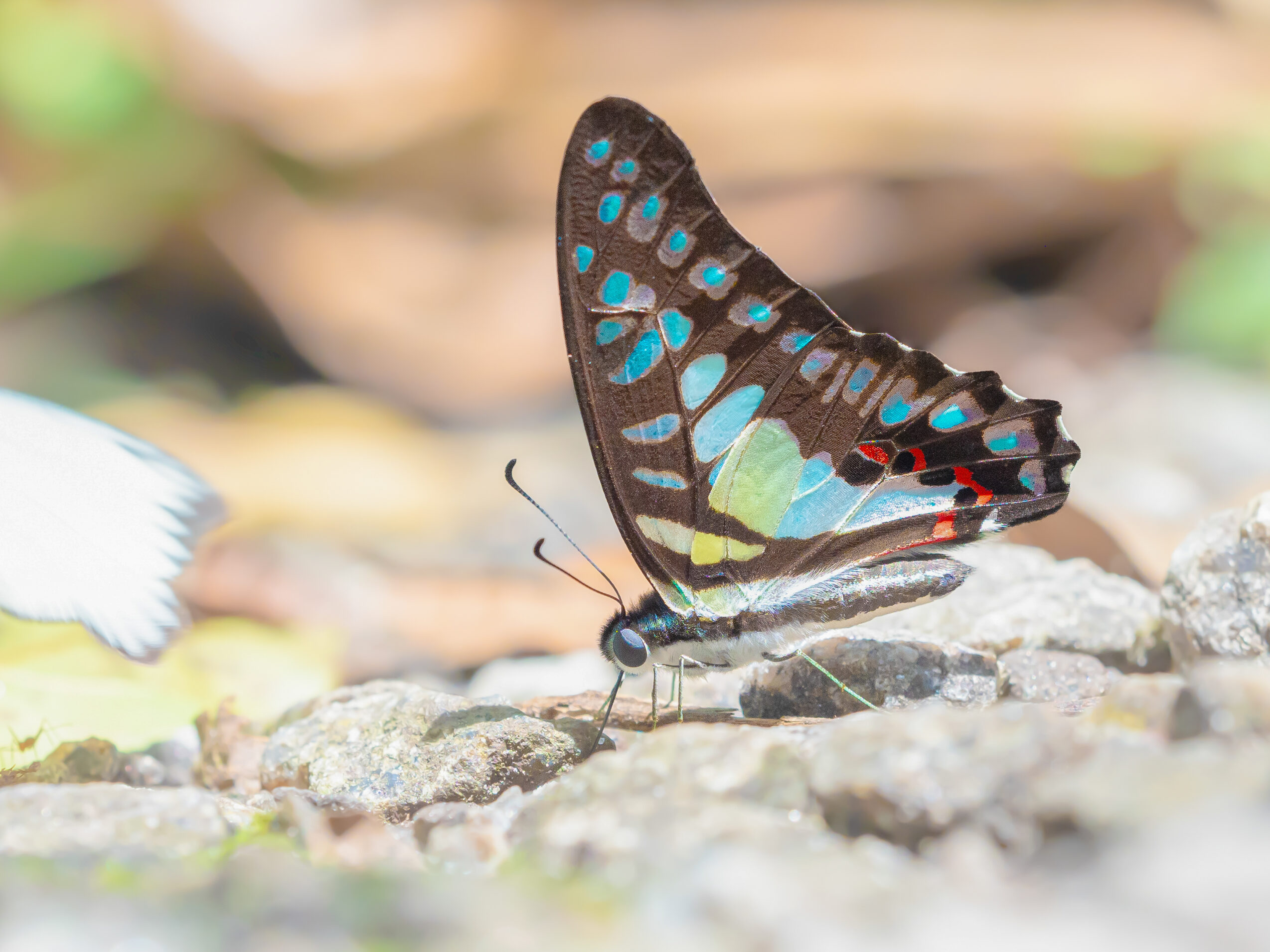 エベモンタイマイ-Graphium evemon