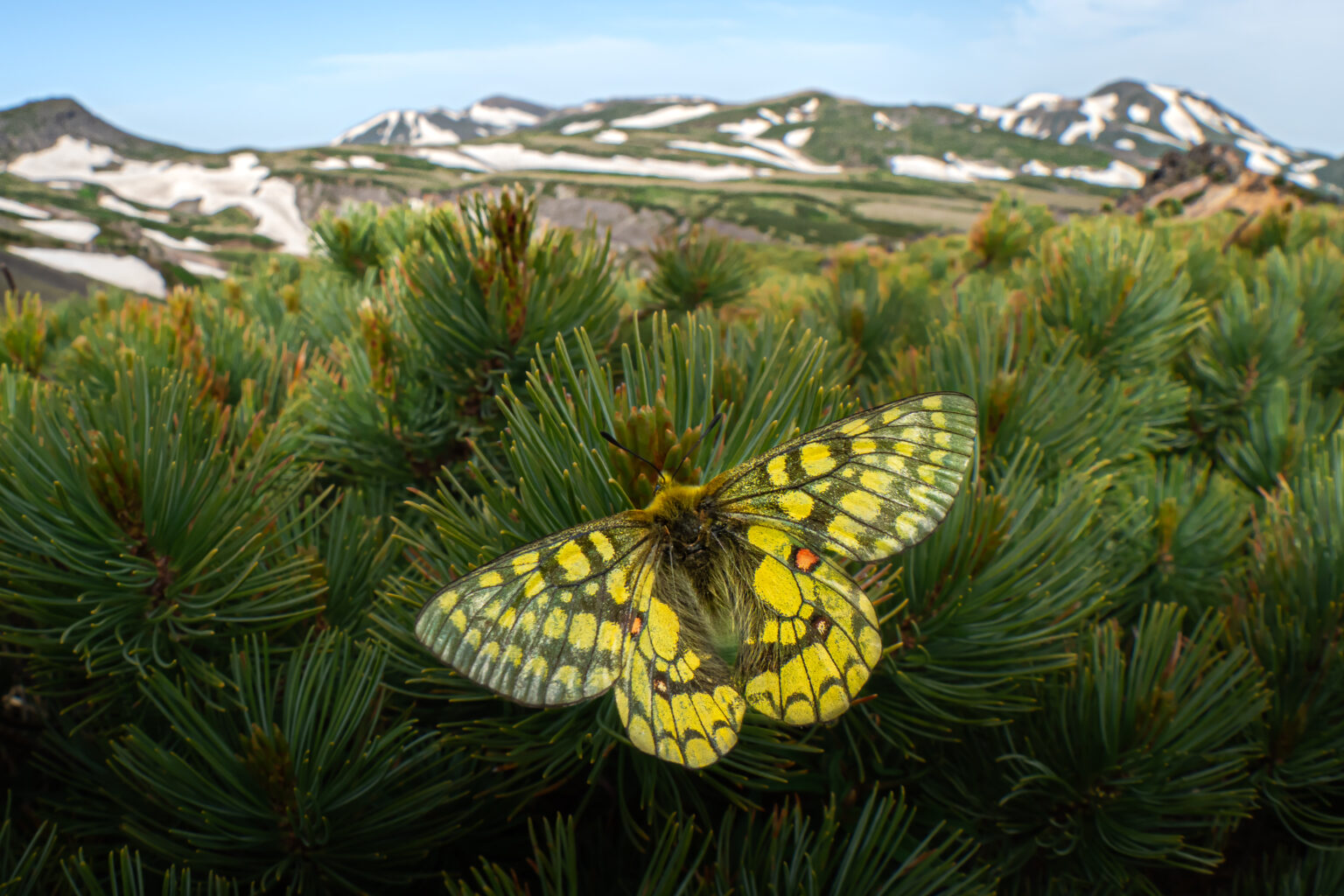 ウスバキチョウ-Parnassius eversmanni