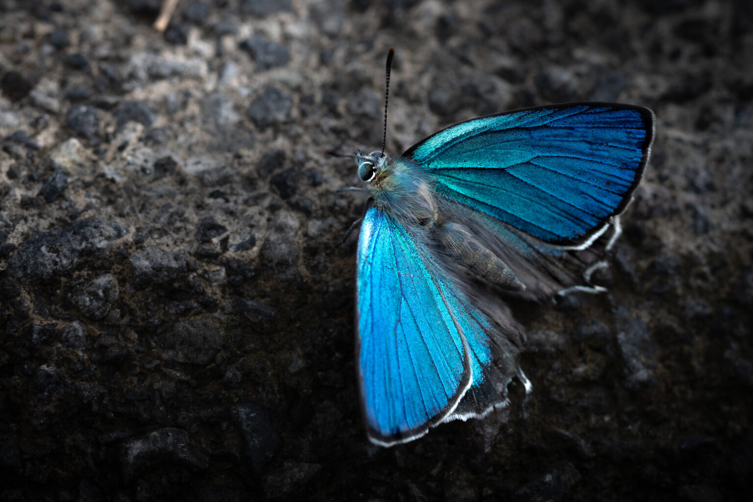 ウラジロミドリシジミ-Favonius saphirinus