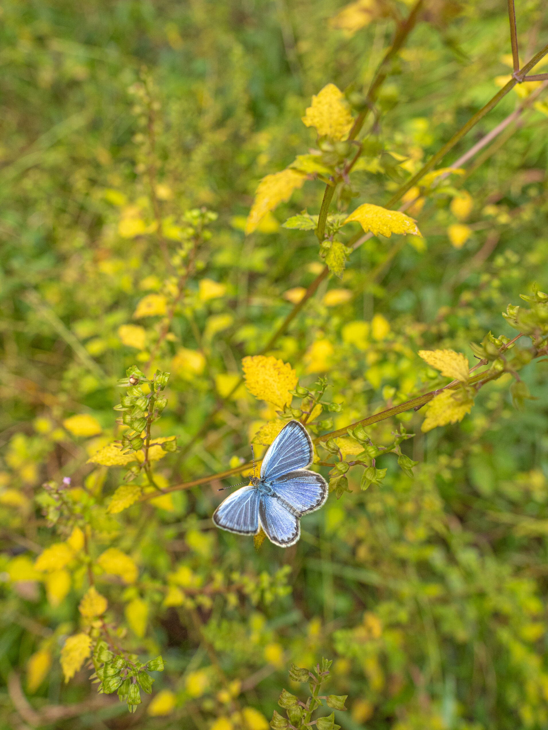 ヤマトシジミーZizeeria maha