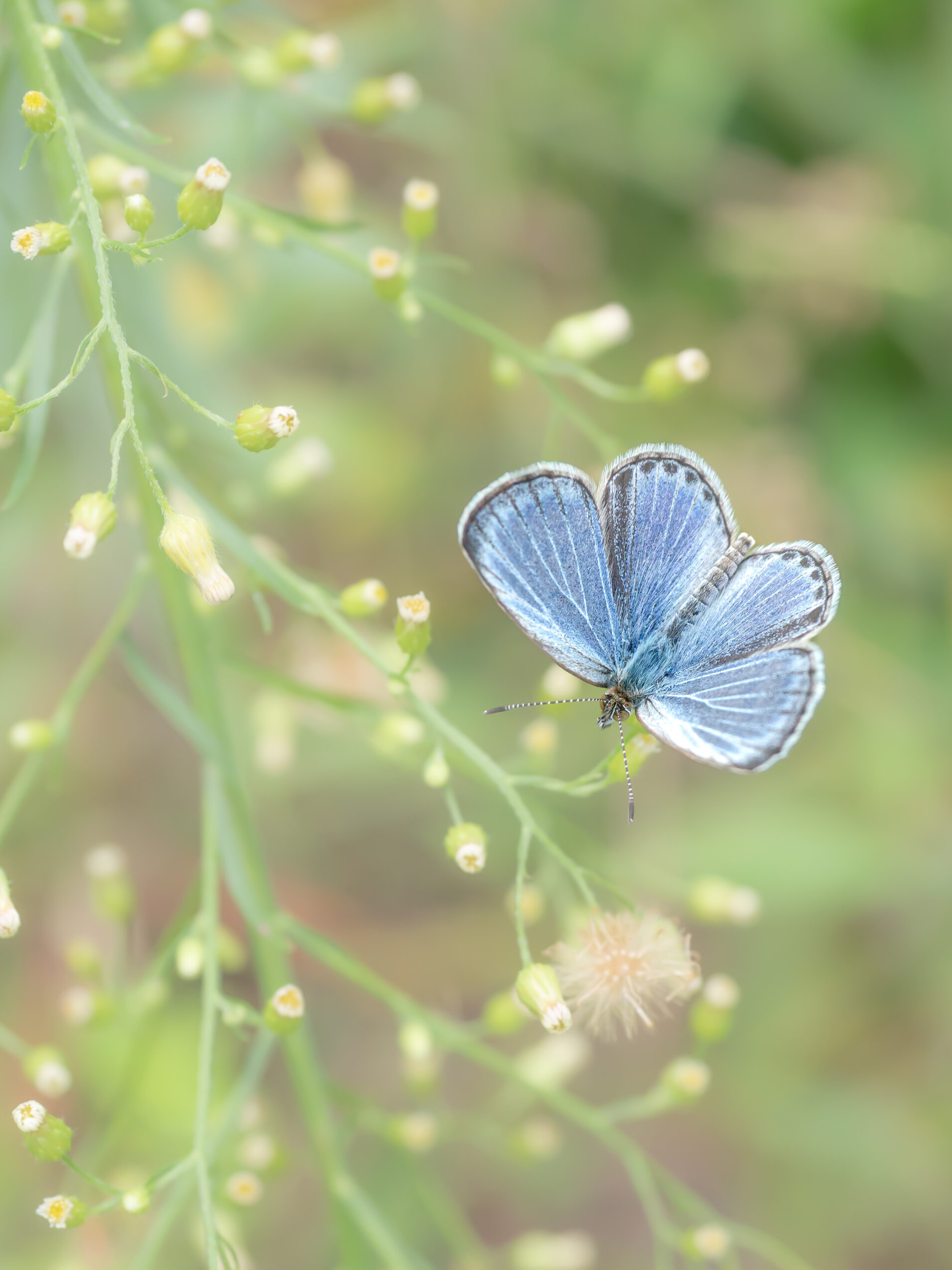 ヤマトシジミーZizeeria maha