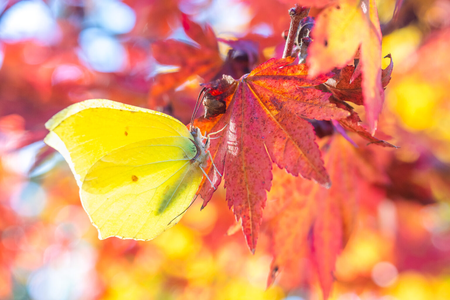 スジボソヤマキチョウ-gonepteryx-aspasia