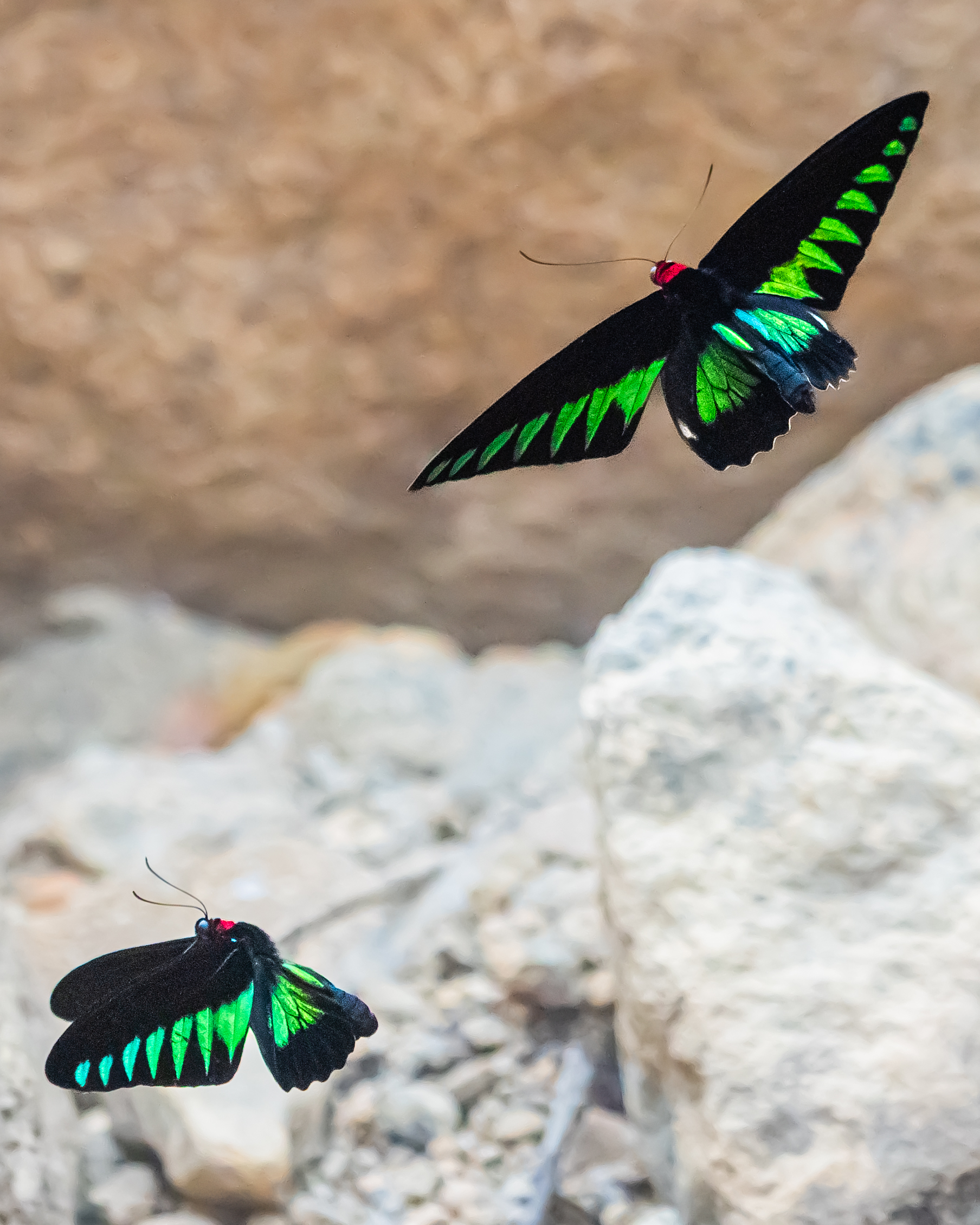 アカエリトリバネアゲハ-Trogonoptera brookiana