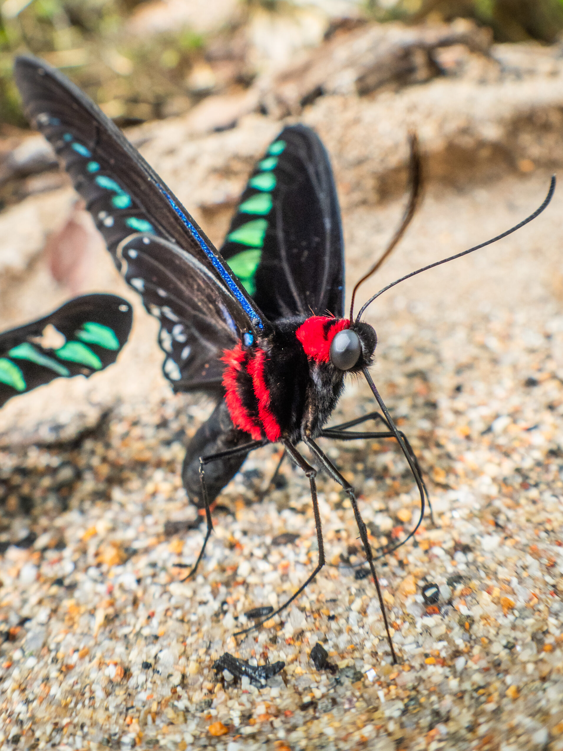アカエリトリバネアゲハ-Trogonoptera brookiana