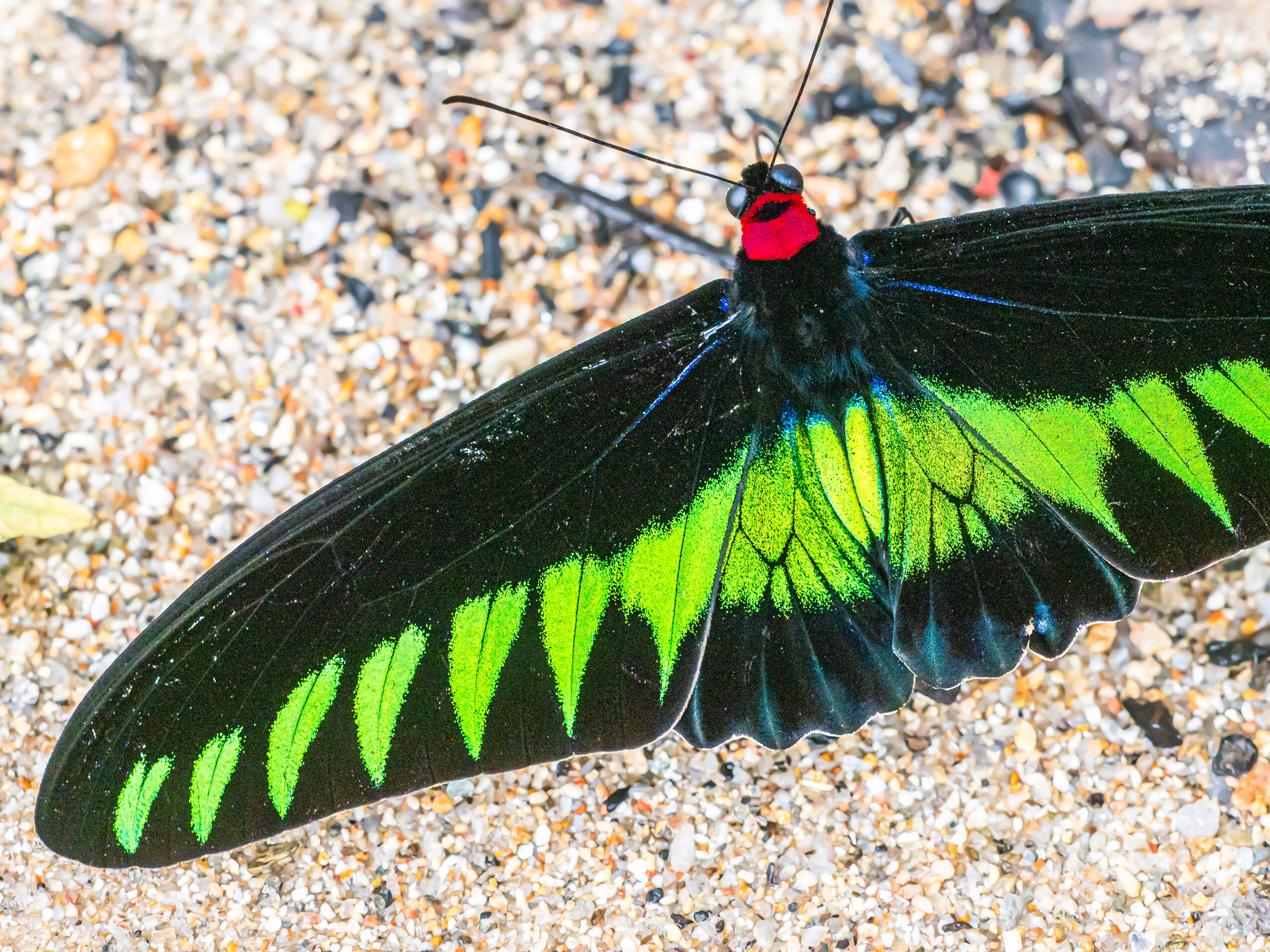 アカエリトリバネアゲハ-Trogonoptera brookiana