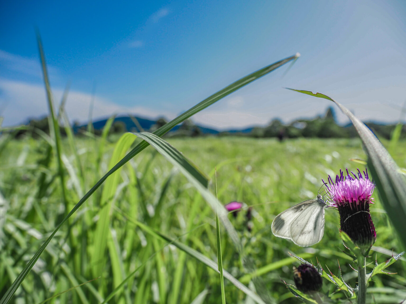 ヒメシロチョウ-Leptidea amurensis