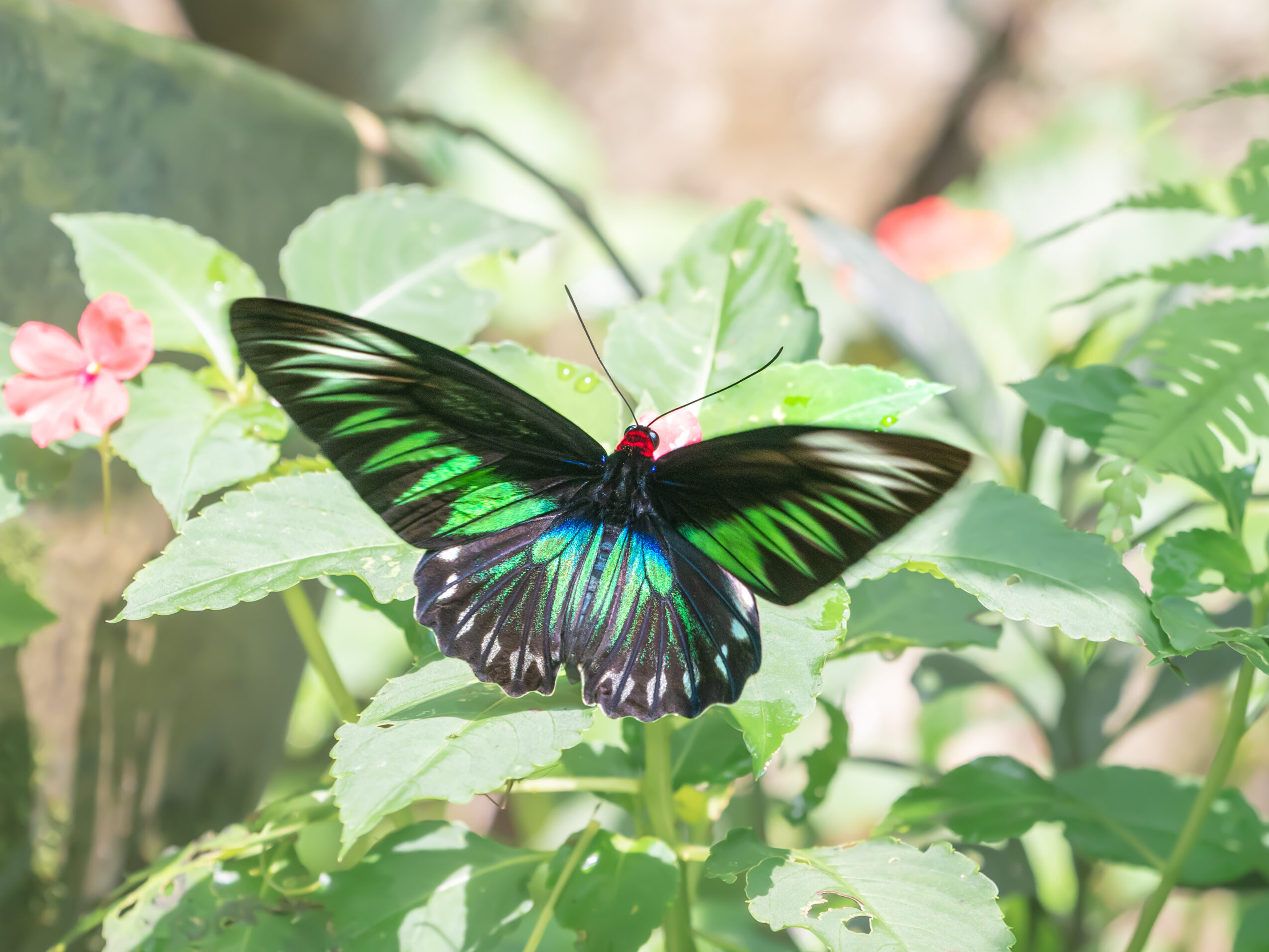 アカエリトリバネアゲハ-Trogonoptera brookiana