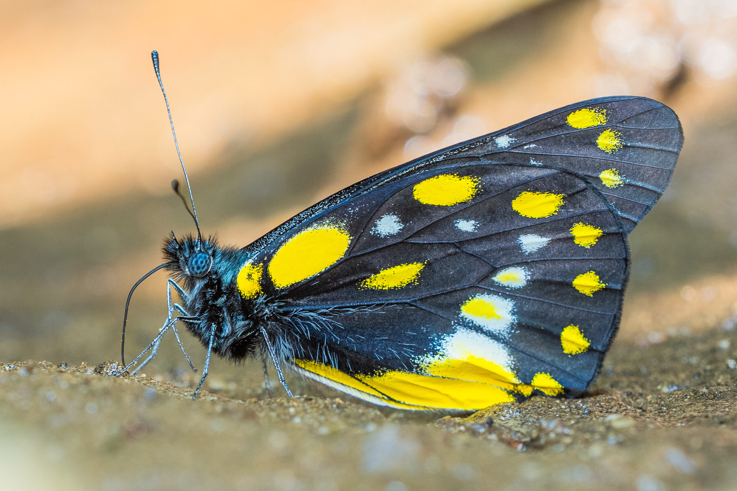 ベラドンナカザリシロチョウ-Delias belladonna