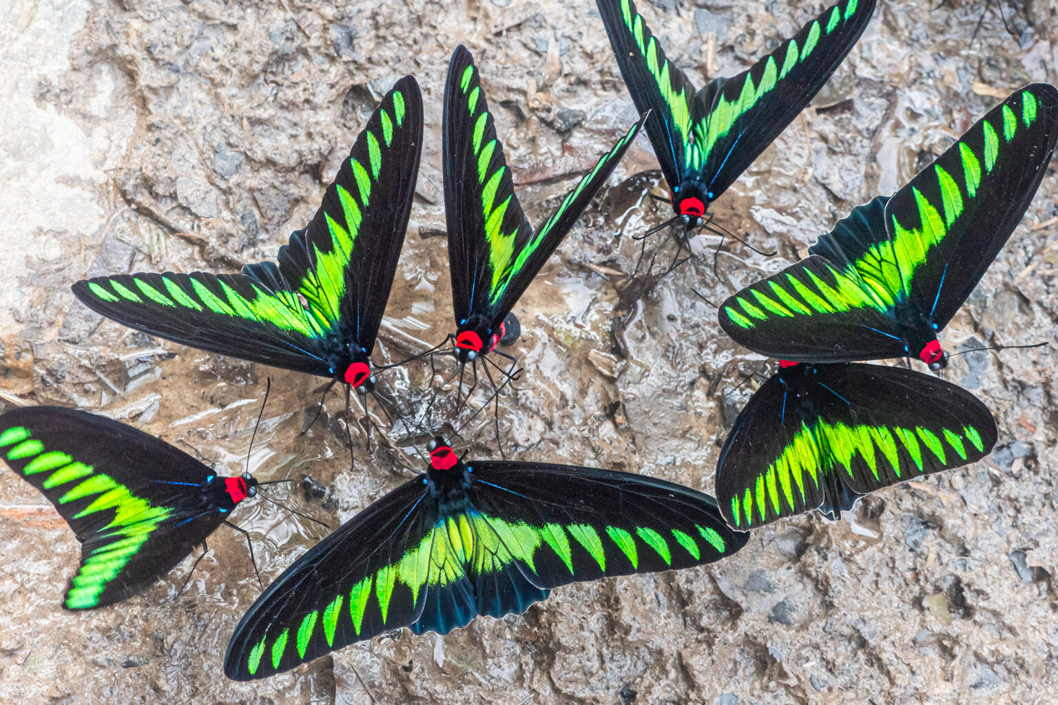アカエリトリバネアゲハ-Trogonoptera brookiana