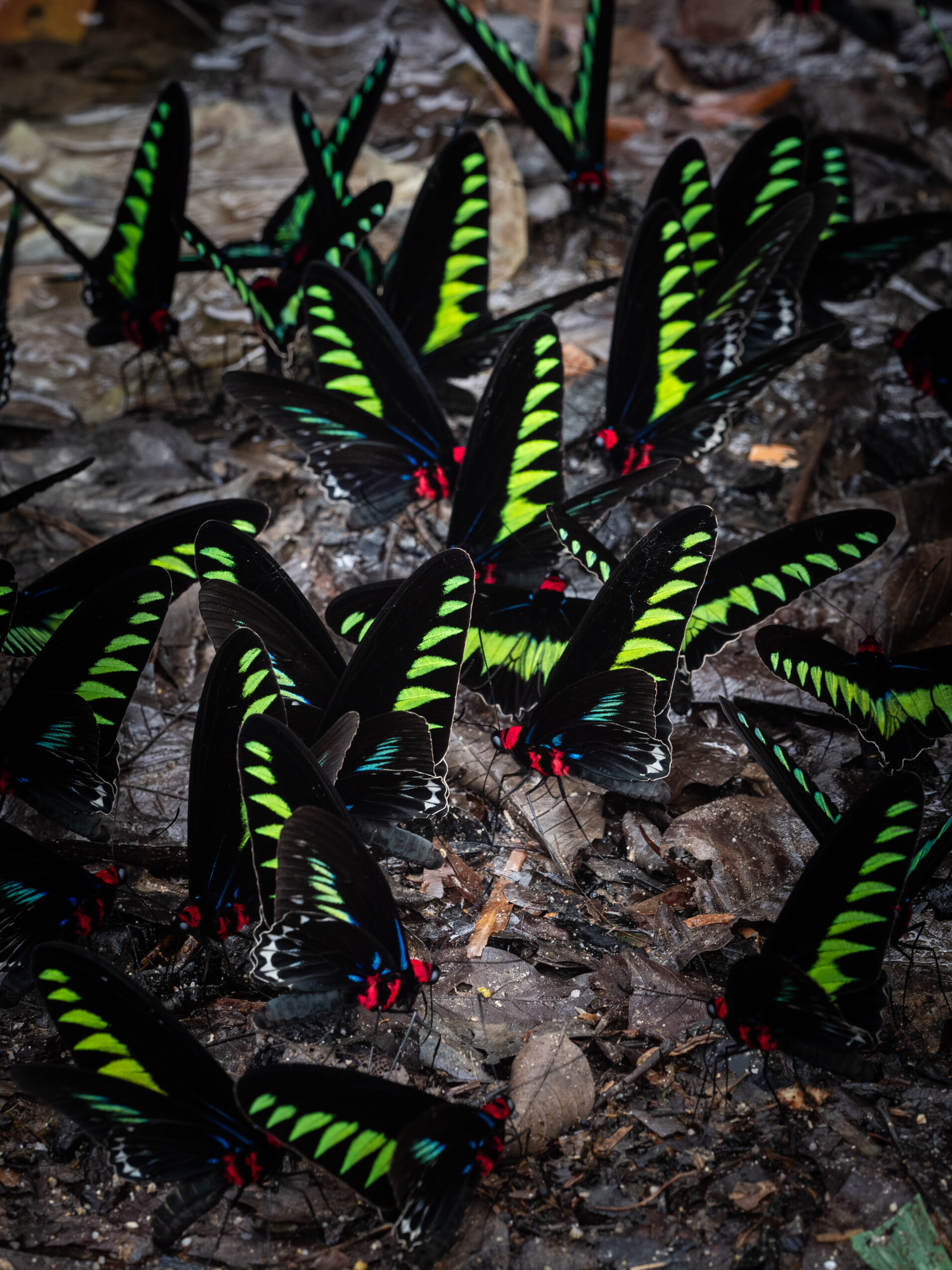 アカエリトリバネアゲハ-Trogonoptera brookiana