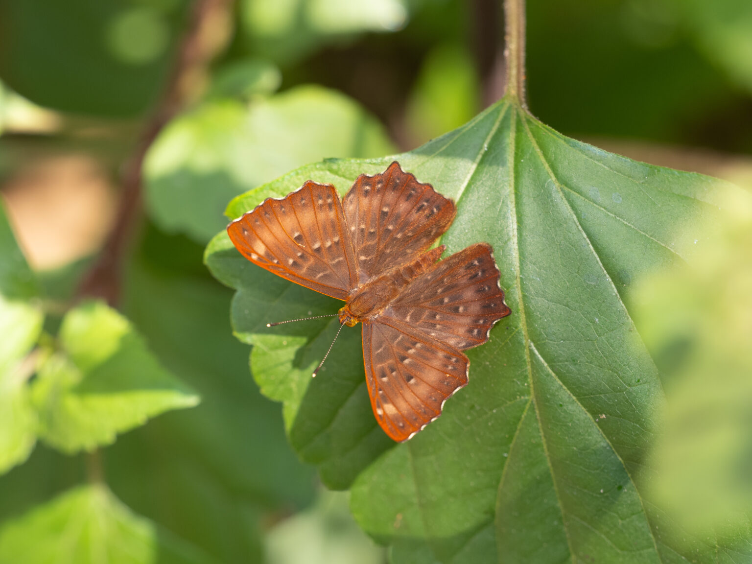 ホシシジミタテハ-Zemeros flegyas