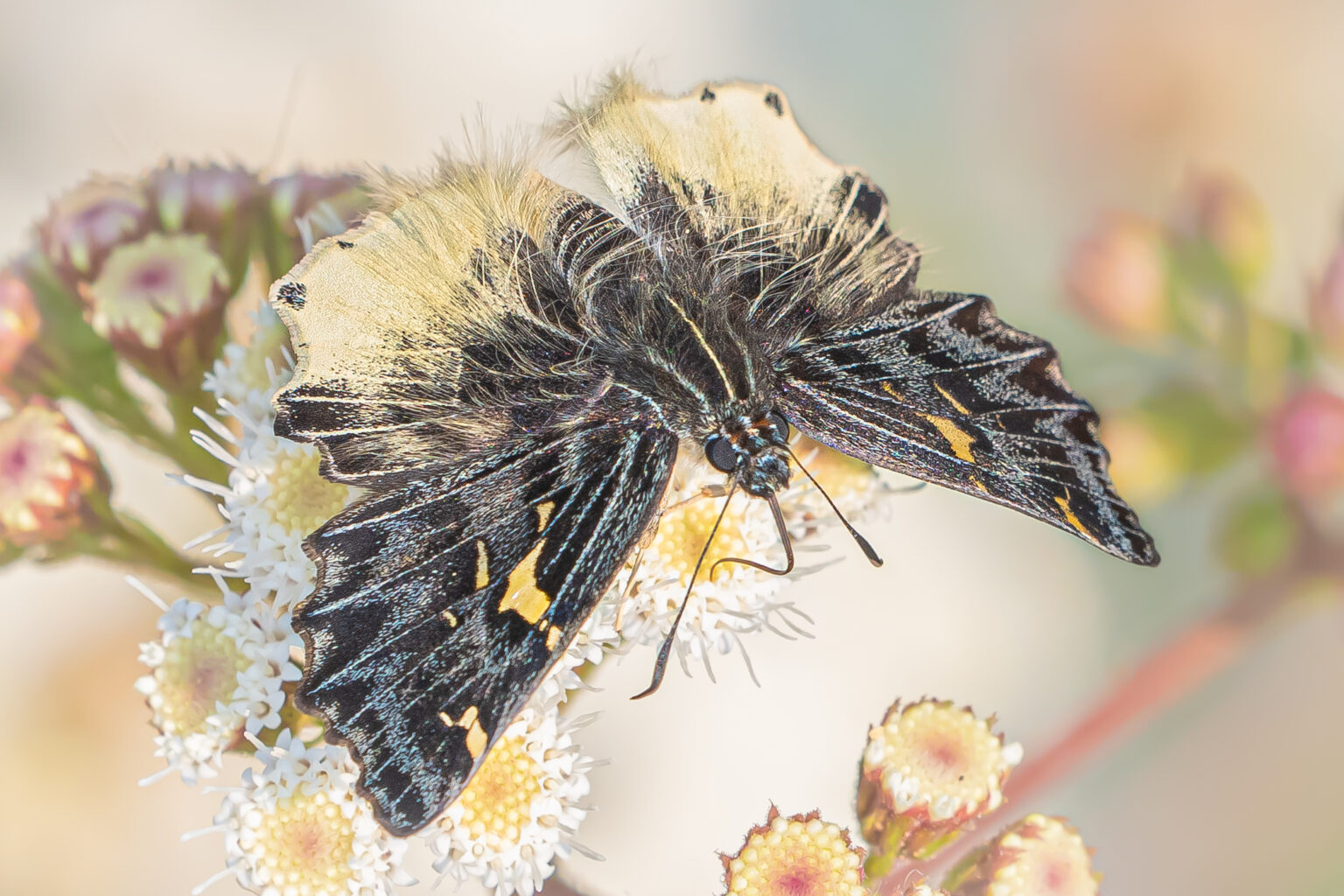 ケブカニセシロシタセセリ-Darpa hanria