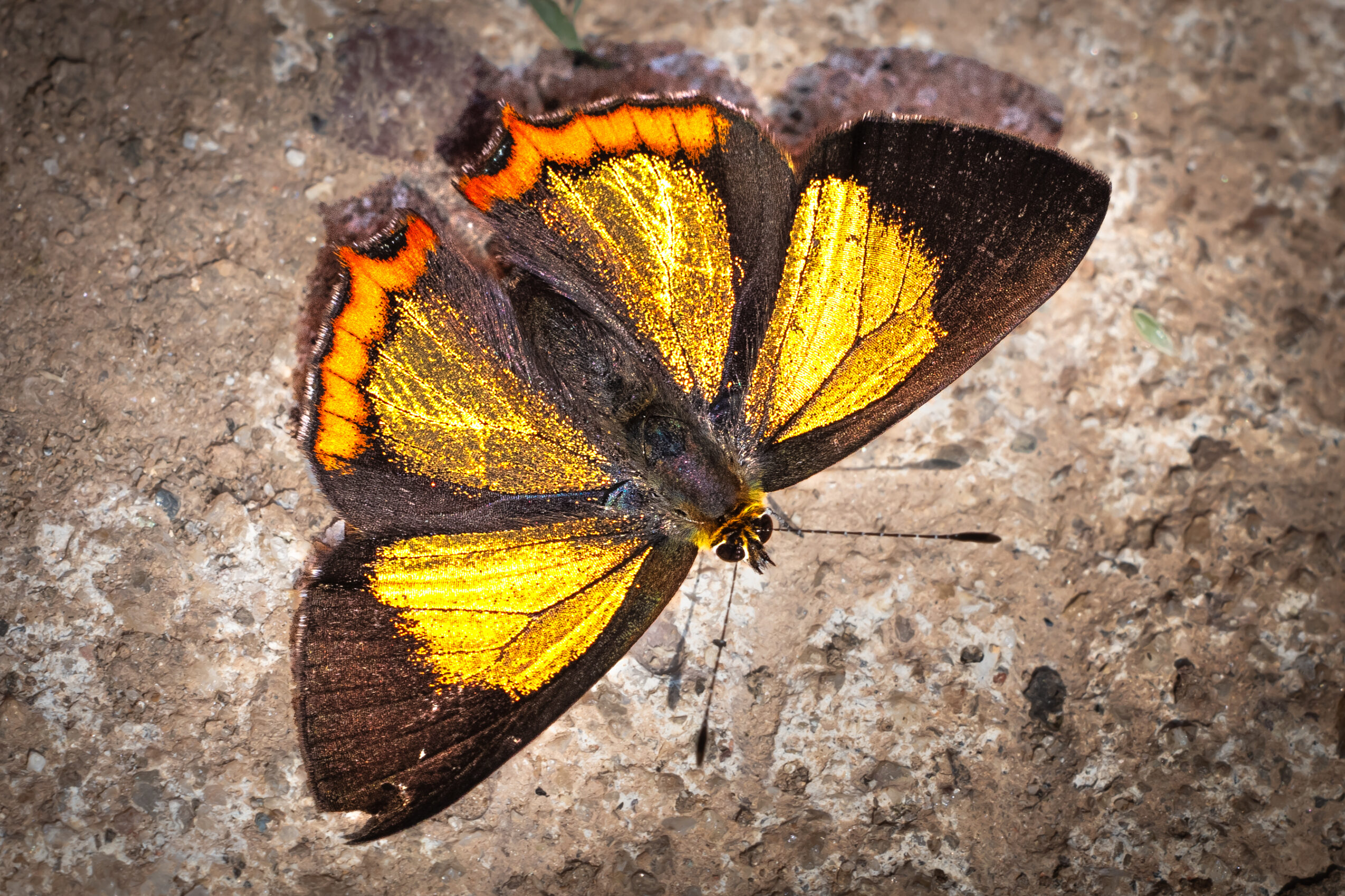 キンイロウラフチベニシジミ-Heliophorus brahma